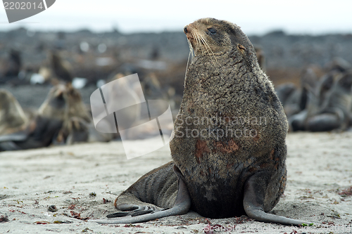Image of Northern fur-seals rookery