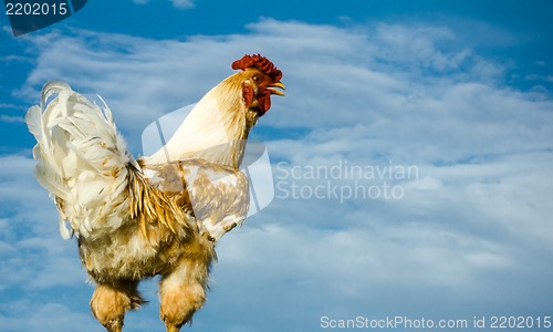 Image of Cock, close up