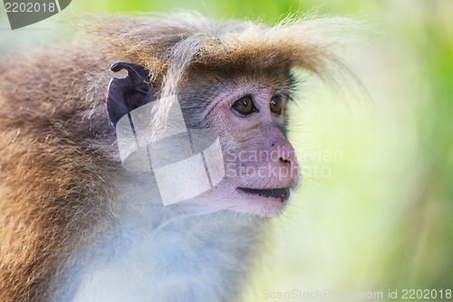 Image of The rhesus macaque monkey (Macaca mulatta)