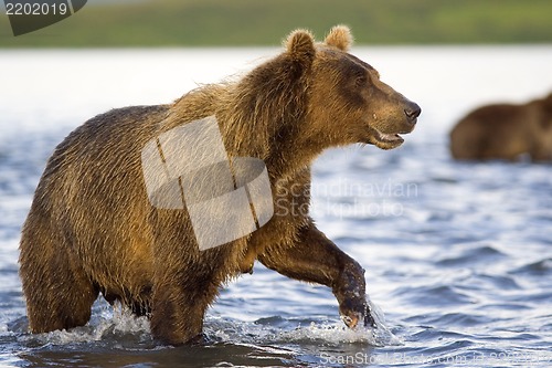 Image of Brown bear, fisherman