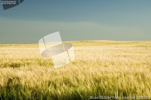 Image of barley field 1