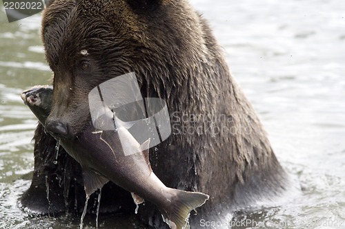Image of The bear has fished