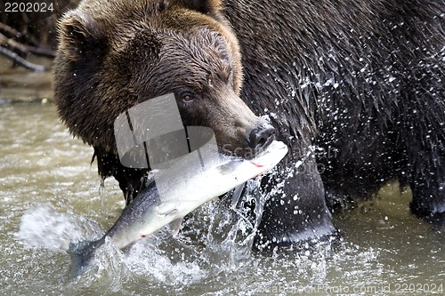 Image of Brown bear and fish