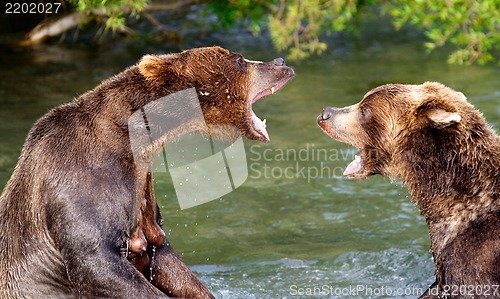 Image of The bear conversation.