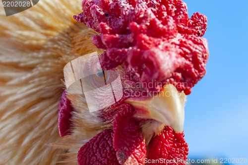 Image of A rooster portrait close up