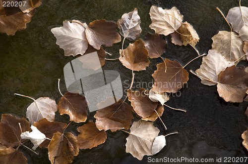 Image of Leaves frozen in water