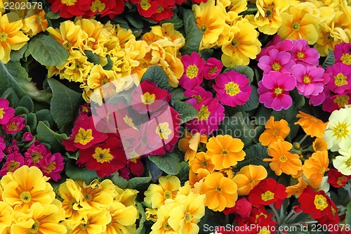 Image of color spring flowers 