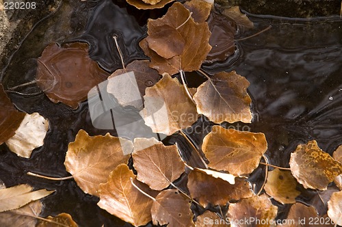 Image of Leaves frozen in water