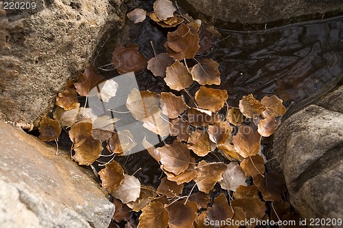 Image of Leaves frozen in water