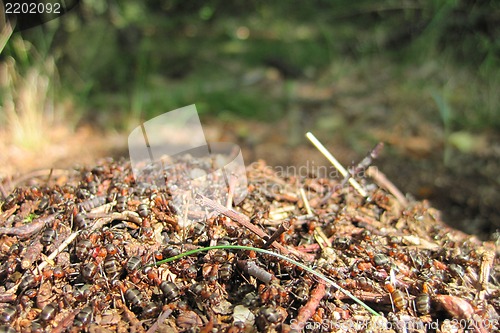 Image of ant colony