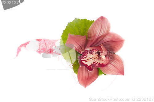 Image of Orchid in studio