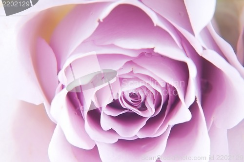 Image of Pastel shade roses