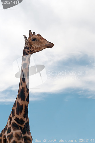 Image of Giraffe portrait