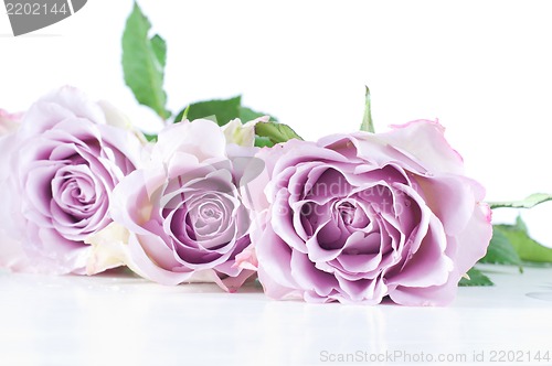 Image of Pastel shade roses