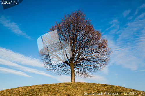 Image of Lonely tree on the hill 
