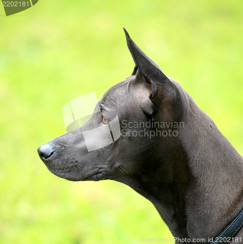 Image of The portrait of Tailand Ridgeback