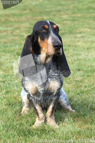 Image of The sad Blue Gascony Basset