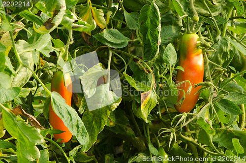 Image of green raw red ripe oblong tomatoes greenhouse 