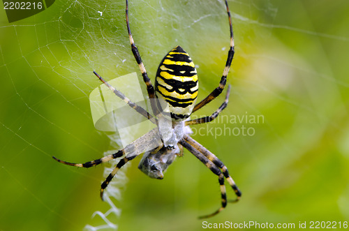 Image of wasp spider spiderweb catch prey 