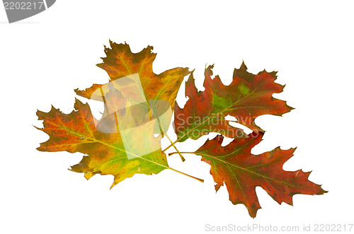 Image of four decorative oak leave in autumn composition  