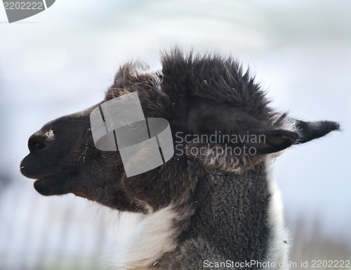 Image of Brown And White Alpaca