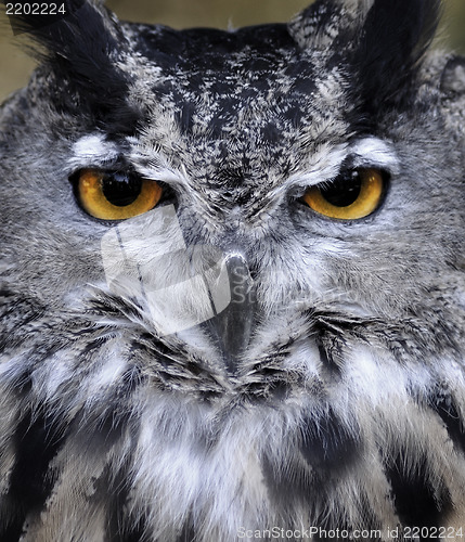 Image of Owl  Portrait