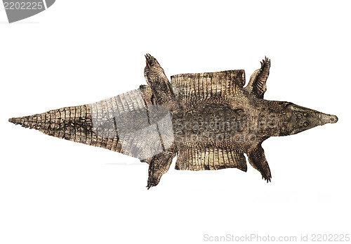 Image of Old Alligator Skin