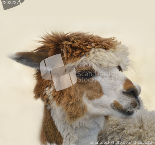 Image of  Brown And White Alpaca 