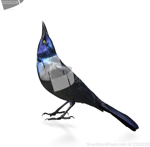 Image of Common Grackle 