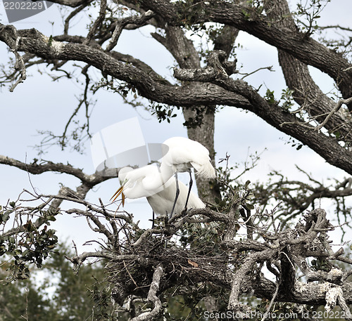 Image of Great Egrets