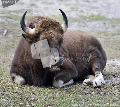 Image of Indian Gaur