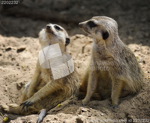 Image of Meerkats