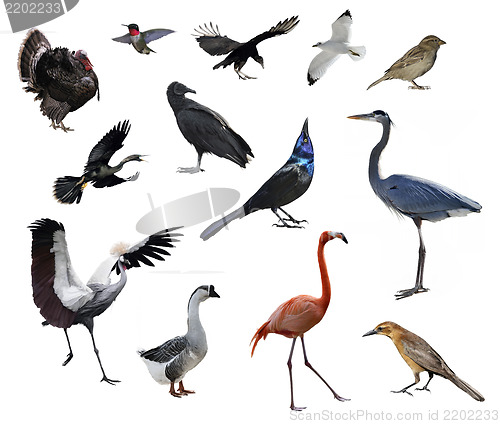 Image of Wild Birds