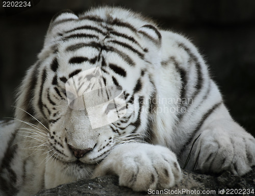 Image of Portrait Of White Tiger