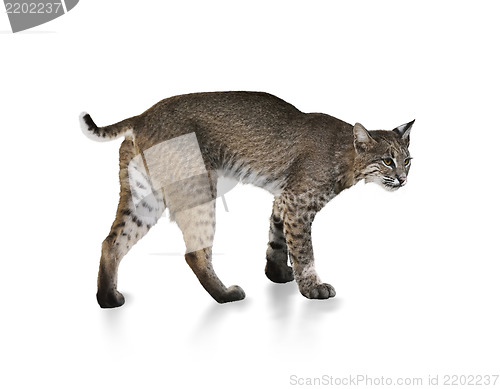 Image of Bobcat