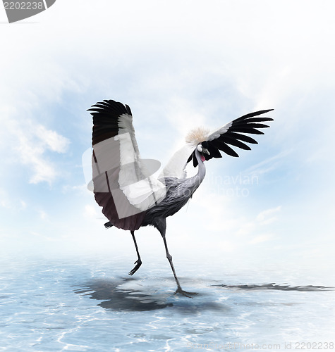 Image of Crowned Crane