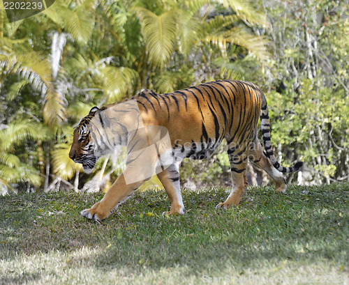 Image of Walking Tiger