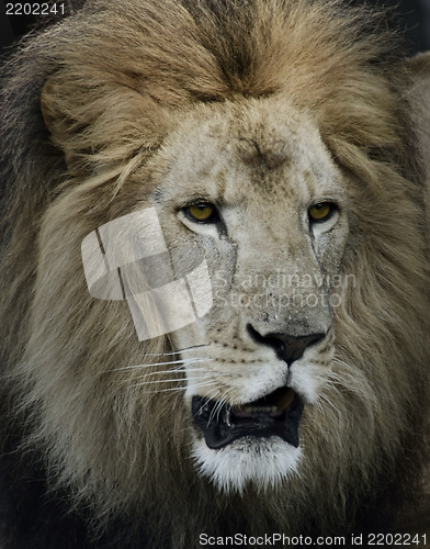 Image of Portrait Of Lion