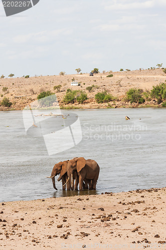 Image of Safari in Kenya