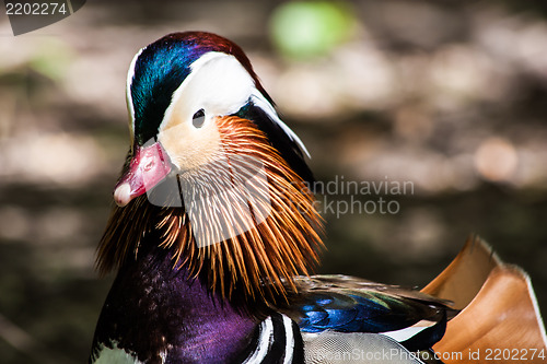 Image of Mandarin Duck