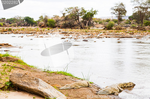 Image of Kenian crocodiles