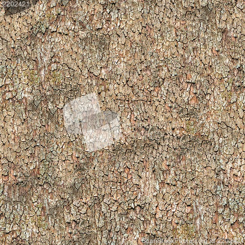 Image of Seamless Texture. Bark.