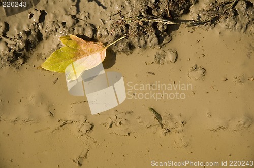 Image of Leaf in mud