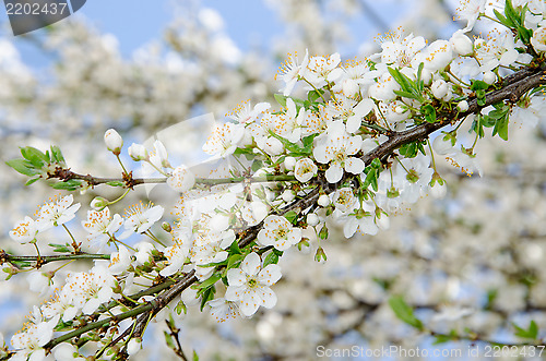 Image of A background of white spring blooming branches