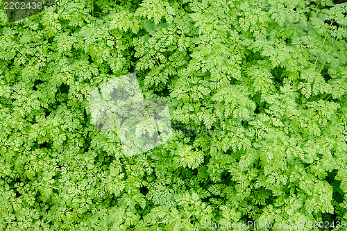 Image of Background of fresh green spring leaves in daylight