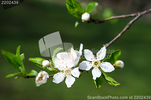 Image of Branch of white blooming buds on a dark background