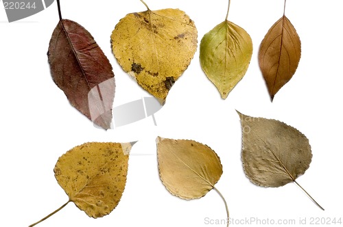 Image of Isolated fall leaves