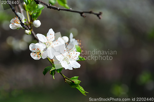 Image of Branch of white blooming buds on a dark background