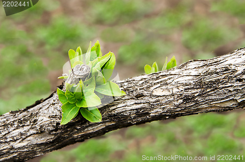 Image of Earliest spring green leaves on an old branch