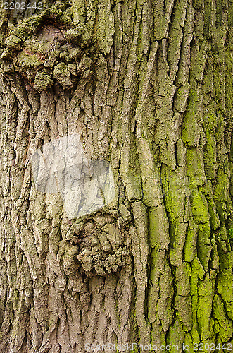 Image of Texture of a tree bark with green moss